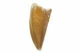 Serrated, Raptor Tooth - Great Preservation #86035-1